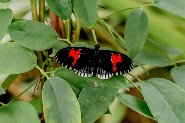 Butterflies and Flowers