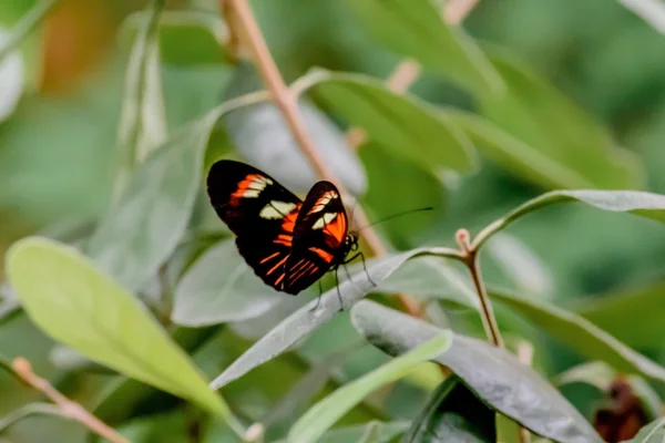 Butterflies and Flowers