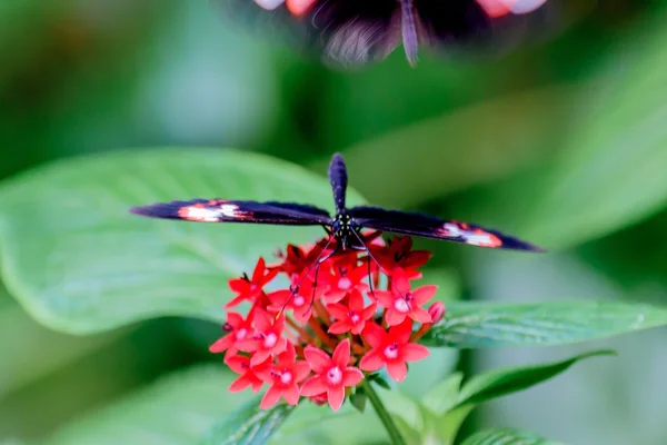 Butterflies and Flowers