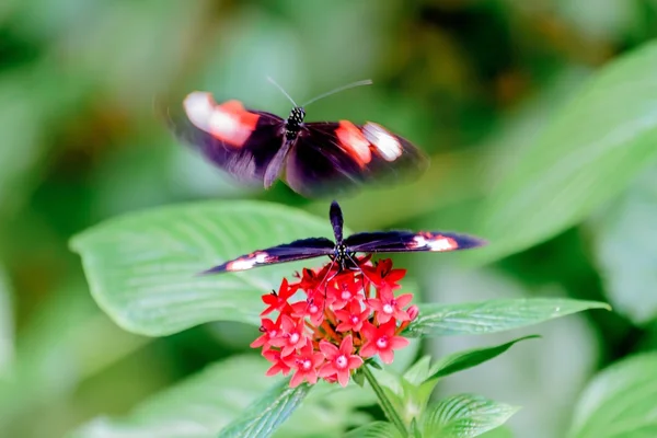 Butterflies and Flowers