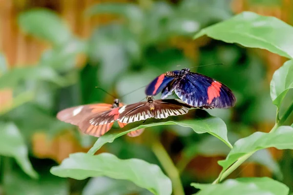 Butterflies and Flowers