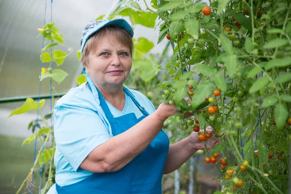 Senior pensioner woman wearing apron and cap in greenhouse with tomato