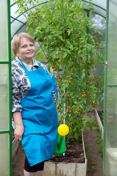 Senior pensioner woman wearing apron with watering can in greenhouse