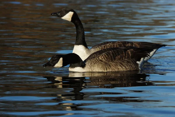 Canada Goose, Branta canadensis