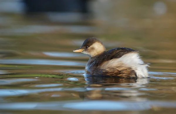 Little Grebe, Tachybaptus ruficollis