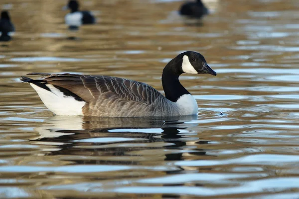 Canada Goose, Branta canadensis