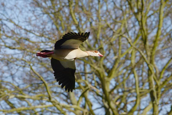 Egyptian Goose, Alopochen aegyptiaca