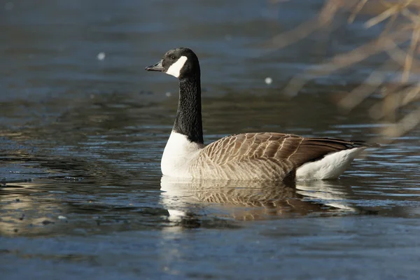 Canada Goose, Branta canadensis