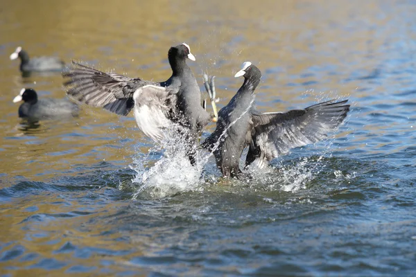 Eurasian Coot, Coot, Fulica atra