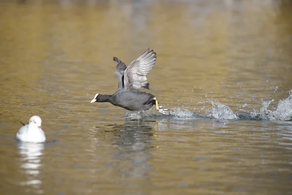 Eurasian Coot, Coot, Fulica atra