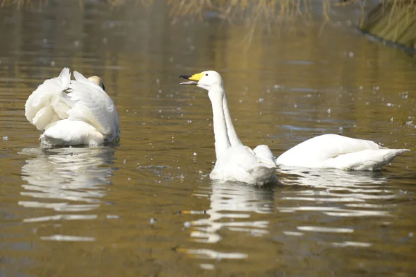 Whooper Swan, Cygnus cygnus