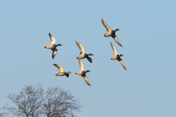 Mallard, Anas platyrhynchos