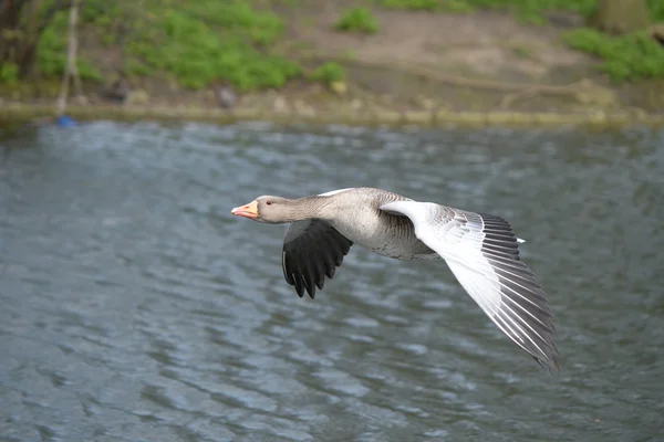 Greylag Goose, Anser anser