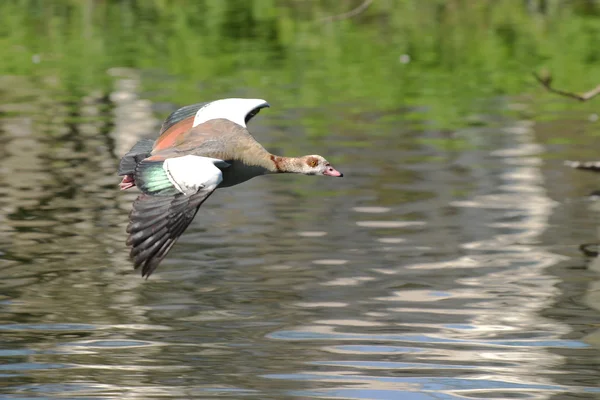 Egyptian Goose, Alopochen aegyptiaca