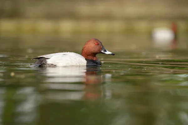 Common Pochard, Pochard, Aythya ferina