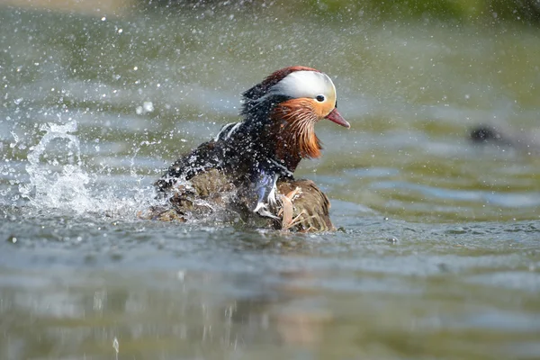 Mandarin Duck, Mandarin, Aix galericulata