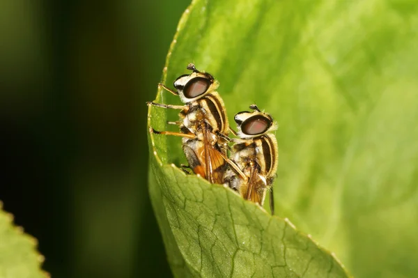 Hover fly, hover-fly. Couple in the act of copulation.