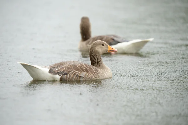 Greylag Goose - couple of birds in the rain.