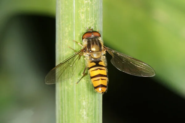 Hover fly, hover-fly