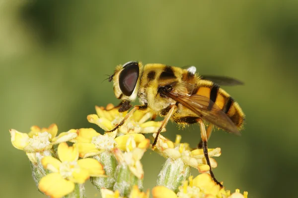 Hover fly, hover-fly