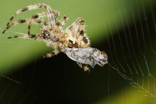 European Garden Spider, Garden Spider