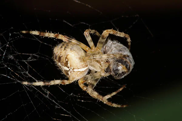 European Garden Spider, Garden Spider