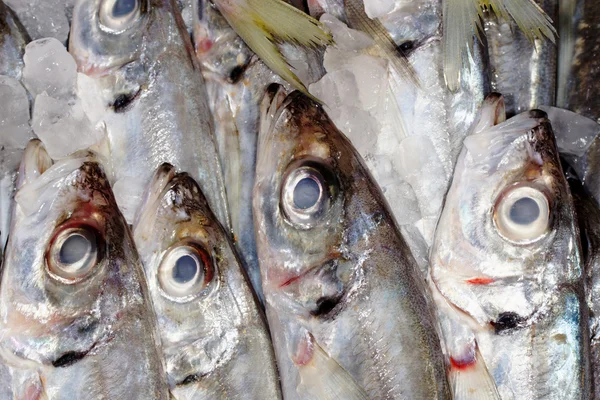 Herring Fish, Seafood