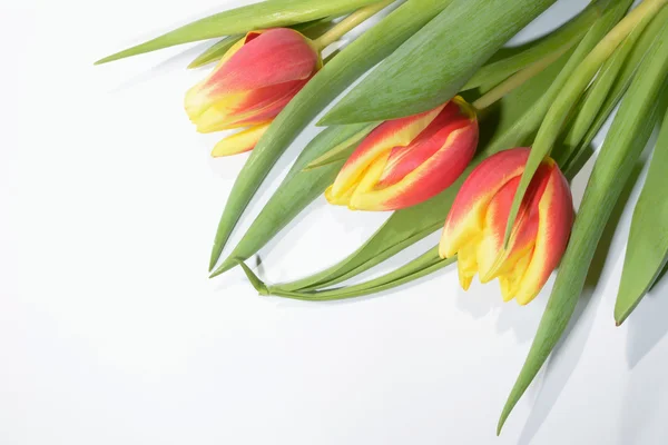 Flowers - Tulips, Tulip