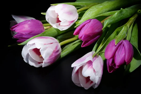 Flowers - Tulips, Tulip