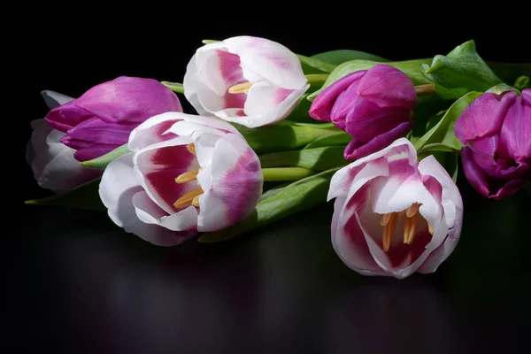 Flowers - Tulips, Tulip