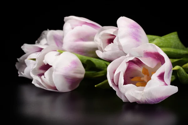 Flowers - Tulips, Tulip