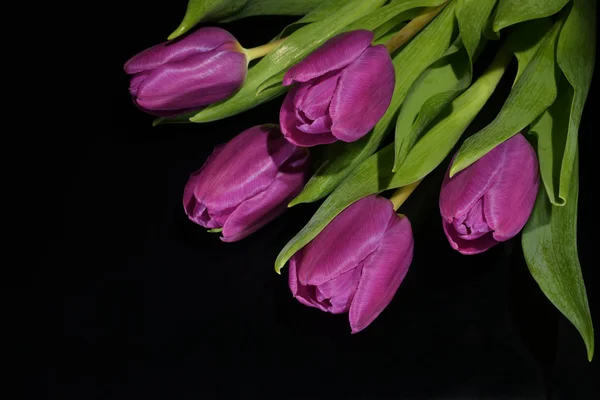 Flowers - Tulips, Tulip