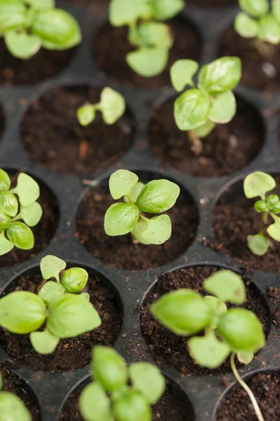 Potted seedlings growing in biodegradable peat moss pots from above.