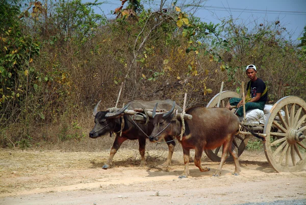 Cart being pulled by buffalo.