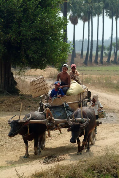 Buffalo carts towed in Myanmar field.