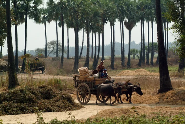 Buffalo carts towed in Myanmar field.