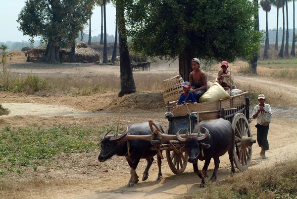 Buffalo carts towed in Myanmar field.