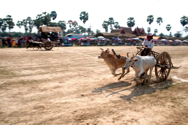 Ox cart racing in Thailand.