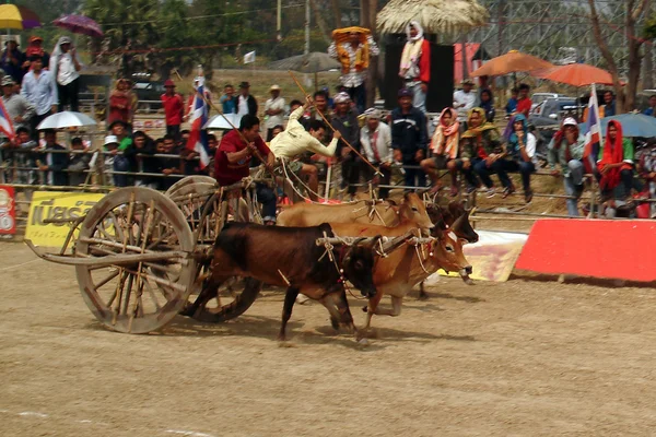 Ox cart racing in Thailand.