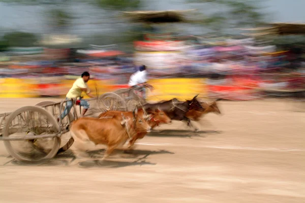 Ox cart racing in Thailand.
