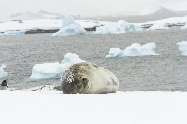 Weddell seal sleeping Ronge Island, Antarctica