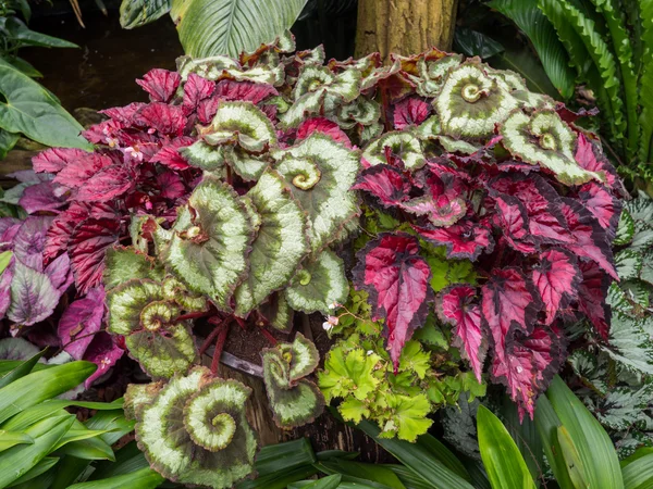 Wild red and green begonia