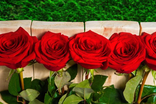 Red roses growing near a wooden fence