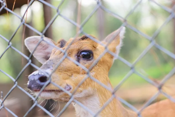 Deer in the cage
