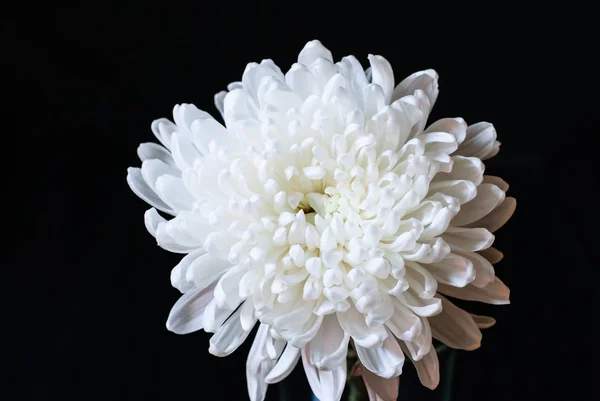 White Chrysanthemum