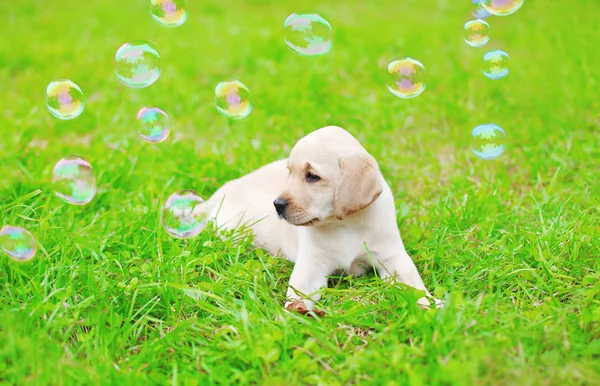Beautiful dog puppy Labrador Retriever with soap bubbles on gras