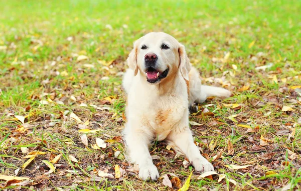 Happy Golden Retriever dog lying on grass in park
