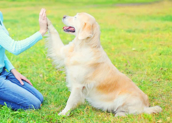 Owner training Golden Retriever dog on grass in park, giving paw