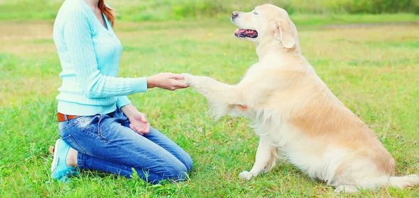 Owner woman training Golden Retriever dog on grass, giving paw