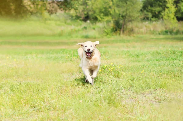 Happy Golden Retriever dog running on grass in summer day
